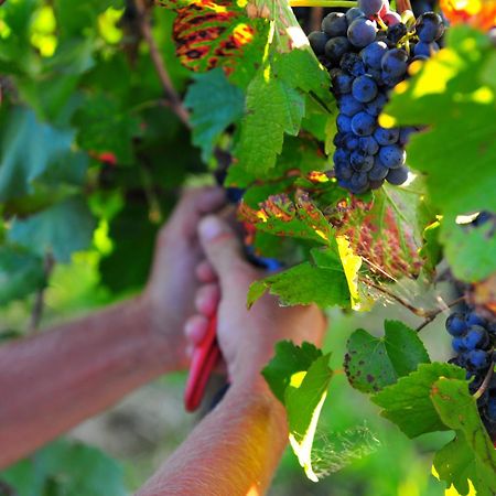 Mayfield Vineyard 오렌지 외부 사진