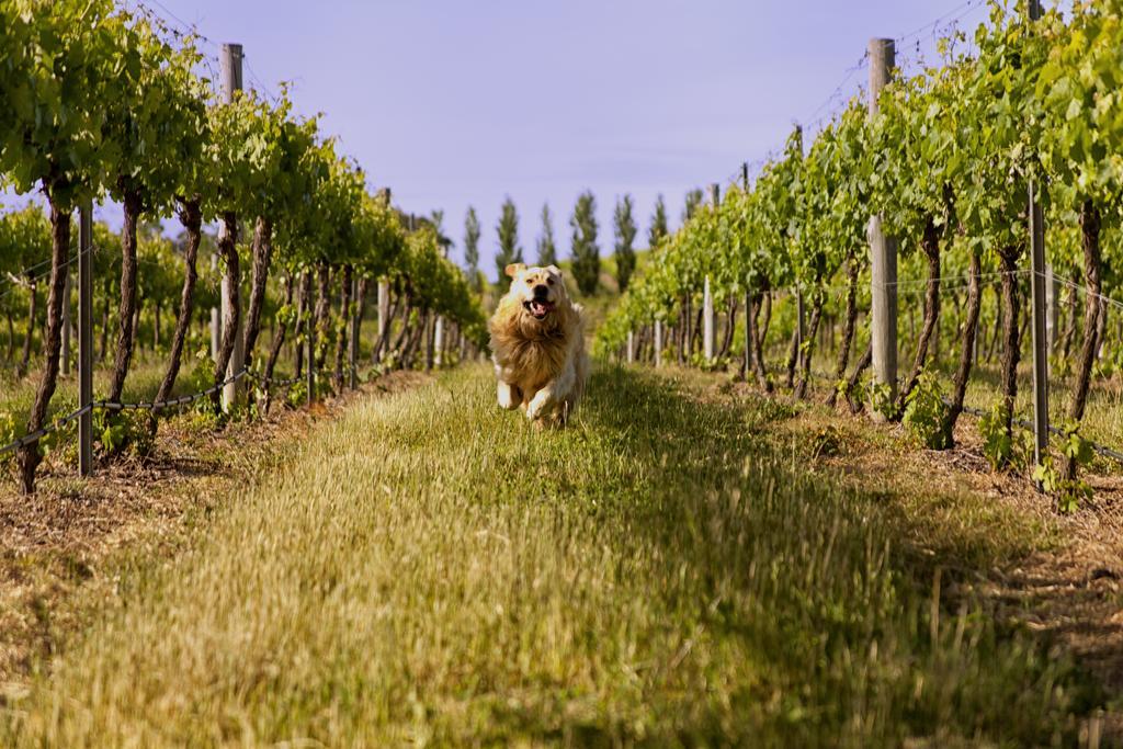 Mayfield Vineyard 오렌지 외부 사진