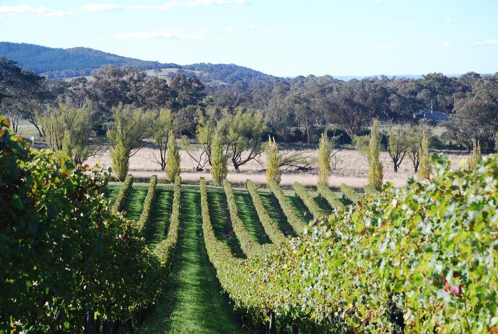 Mayfield Vineyard 오렌지 외부 사진