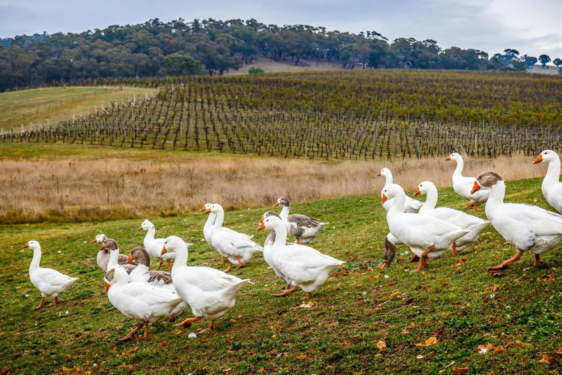 Mayfield Vineyard 오렌지 외부 사진
