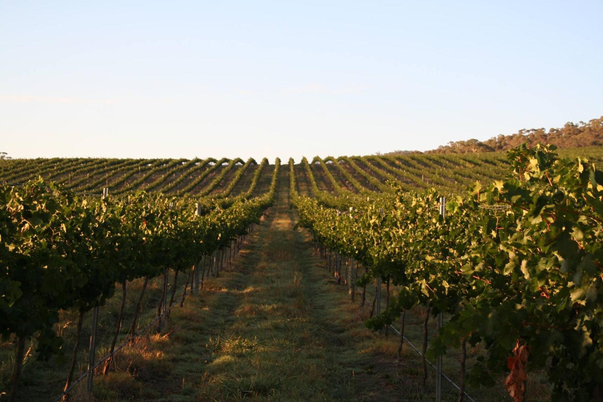 Mayfield Vineyard 오렌지 외부 사진