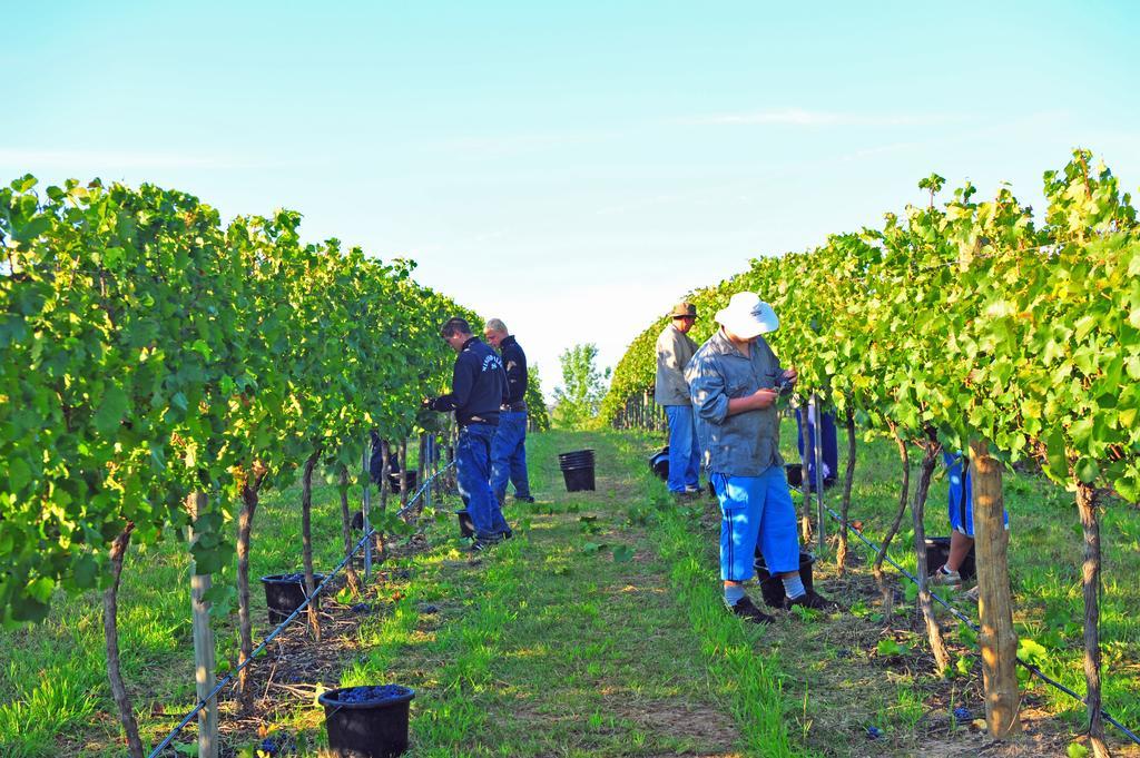 Mayfield Vineyard 오렌지 외부 사진