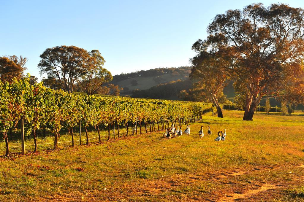 Mayfield Vineyard 오렌지 외부 사진
