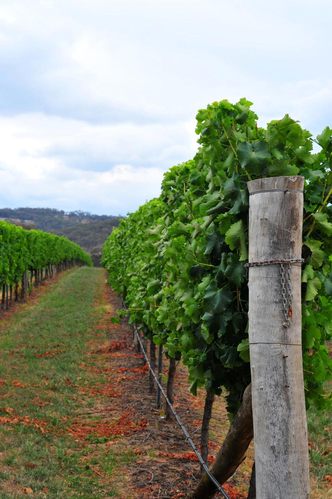 Mayfield Vineyard 오렌지 외부 사진